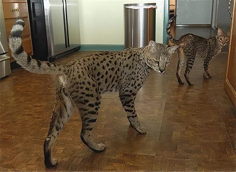 Порода больших кошек фото с названиями savannah cats Savannah cat, Savannah chat, Domestic cat breeds