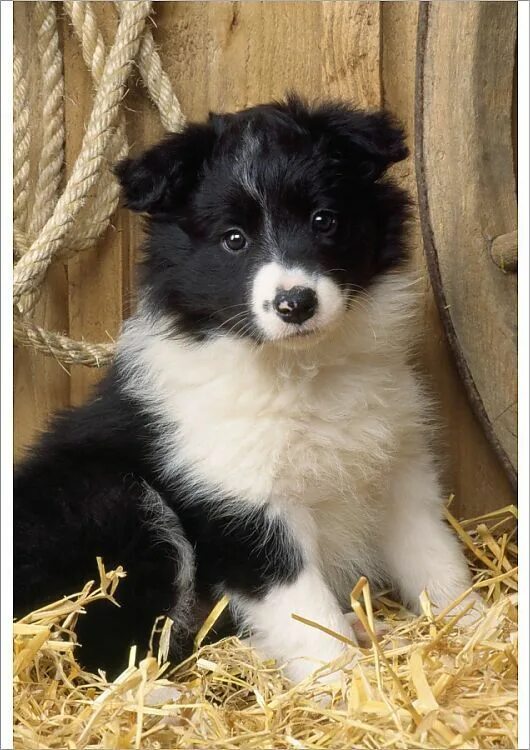 Порода бордер колли фото щенки Print of Border Collie Dog - puppy Collie dog, Collie puppies, Dog breeds