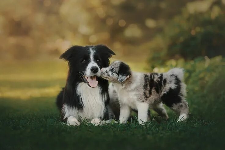 Порода бордер колли фото щенки Маленькие бордер колли Border collie puppies, Border collie blue merle, Border c