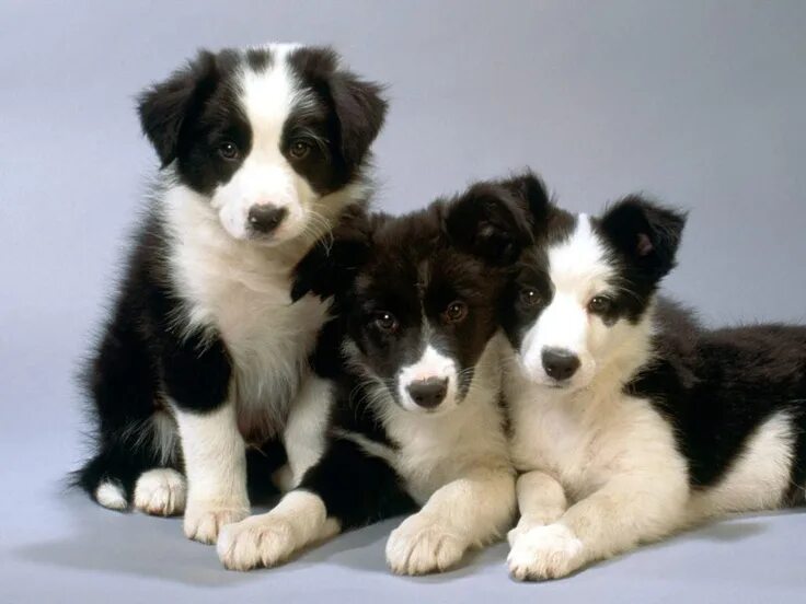 Порода бордер колли фото щенки Pin by Lisa James on Lisa's Puppies Border collie puppies, Collie puppies, Colli