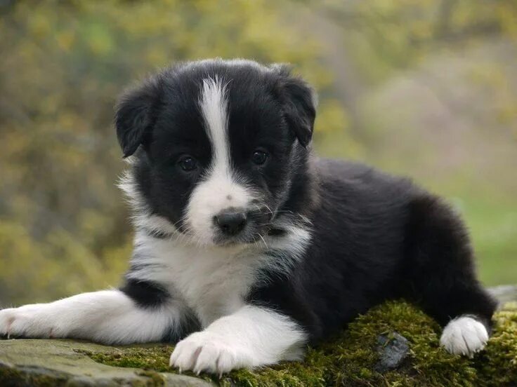 Порода бордер колли фото щенки Pin on Border Collie Puppies Border collie puppies, Collie puppies, Collie puppi