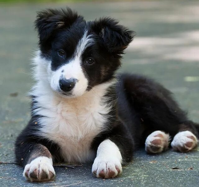 Порода бордер колли фото щенки Pin by Barbara rathmanner on Border Collie Puppies Collie puppies, Border collie