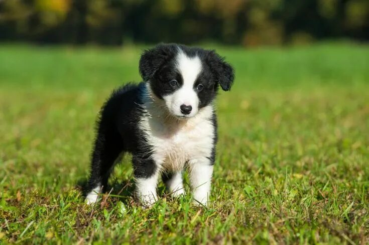 Порода бордер колли фото щенки Border Collie Dogs Breed - Information, Temperament, Size & Price Pets4Homes Col