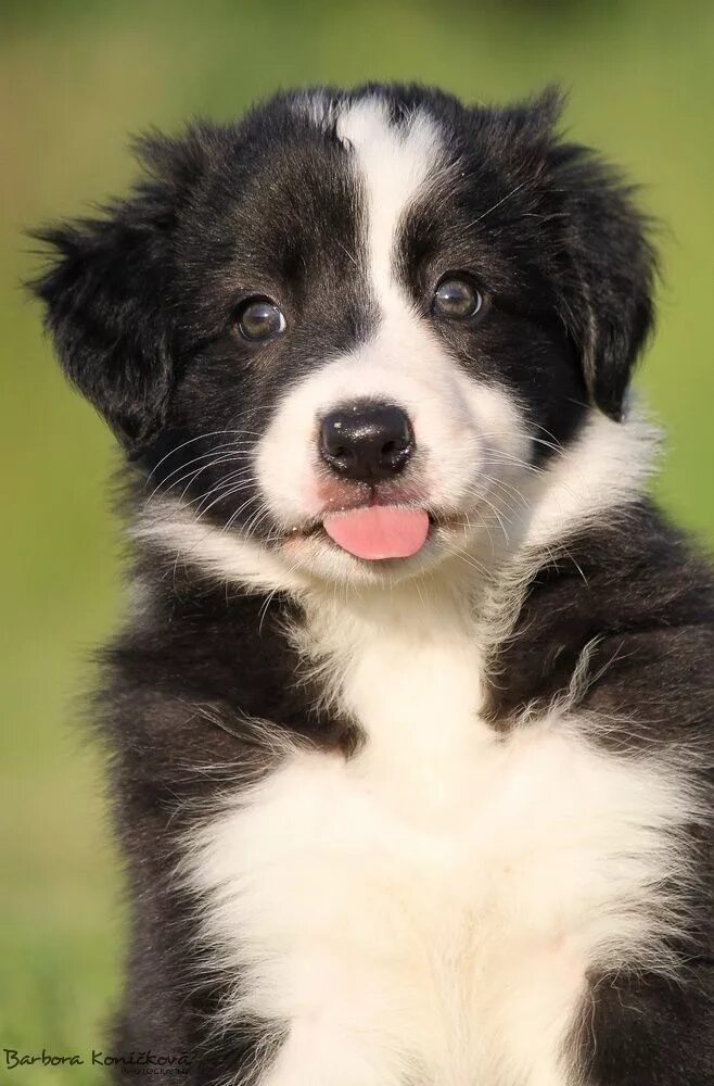 Порода бордер колли фото щенки Divine Dolly by Barbora Koníčková* Cute puppies, Collie, Collie puppies