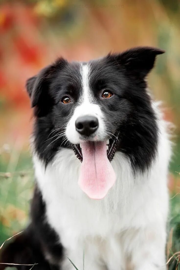 Порода бордер колли фото щенки Border Collie. By Kseniya Ressy. #bordercollie Dog breeds, Collie dog, Collie