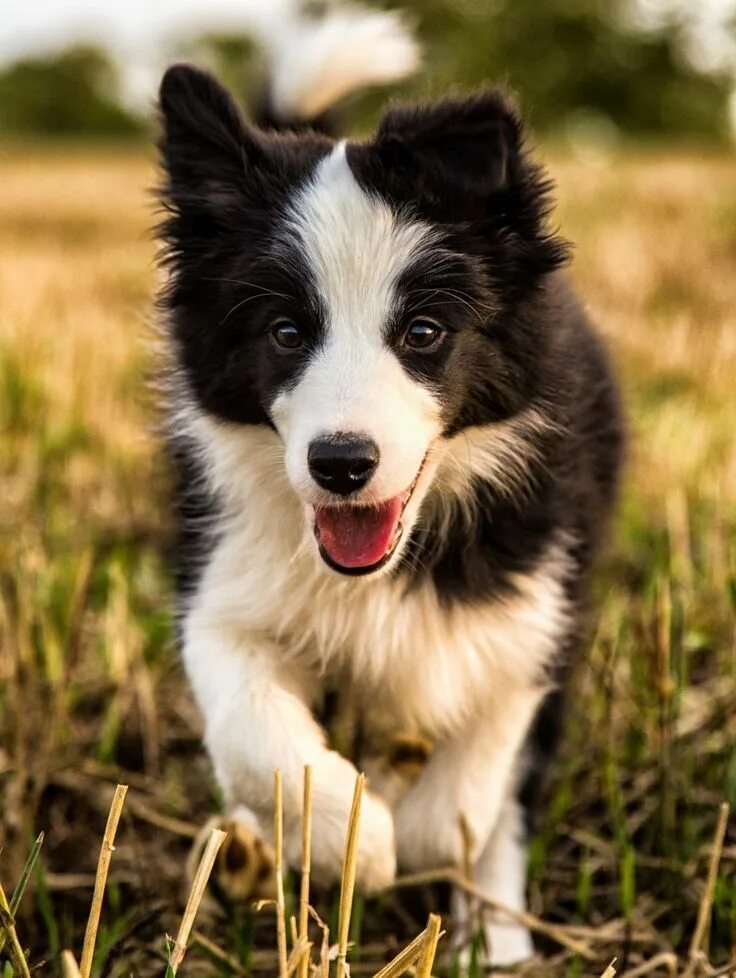 Порода бордер колли фото щенки The Painted Bench Cute dogs, Collie puppies, Dog breeds