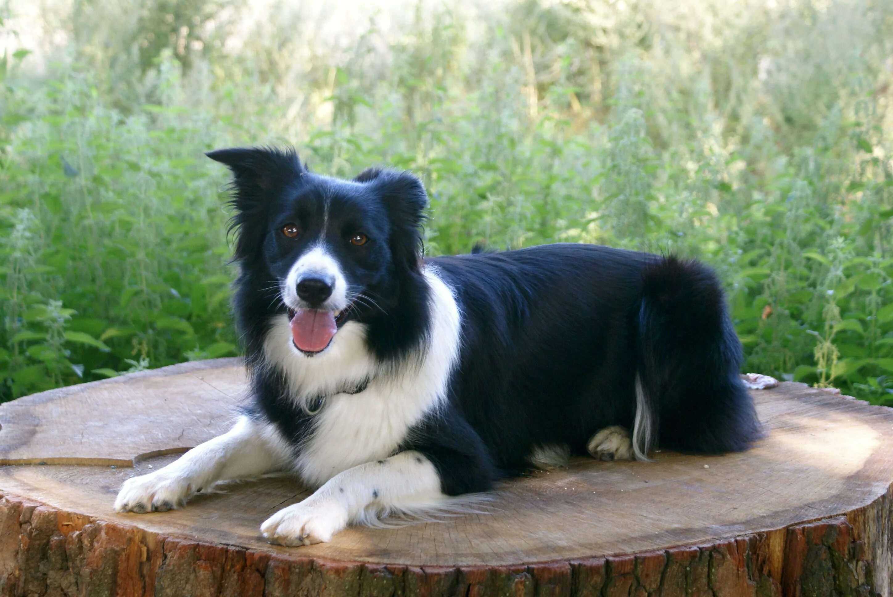 Порода бордер колли фото щенки цена Border Collie: My dream breed. I want a border collie so much. I want an energet