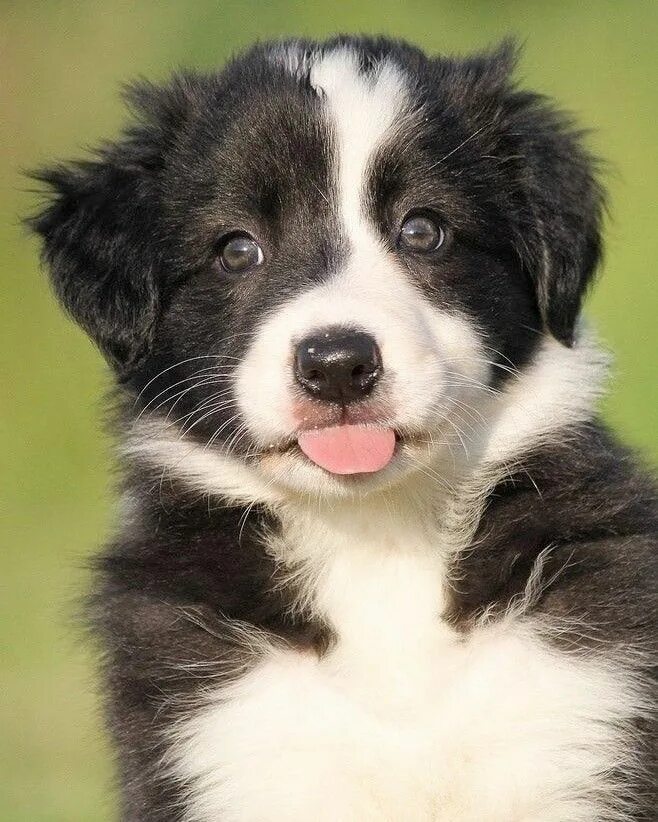 Порода бордер колли фото щенки цена Pin by Barbara Rathmanner on Border Collie ❤ Border collie puppies, Collie puppi