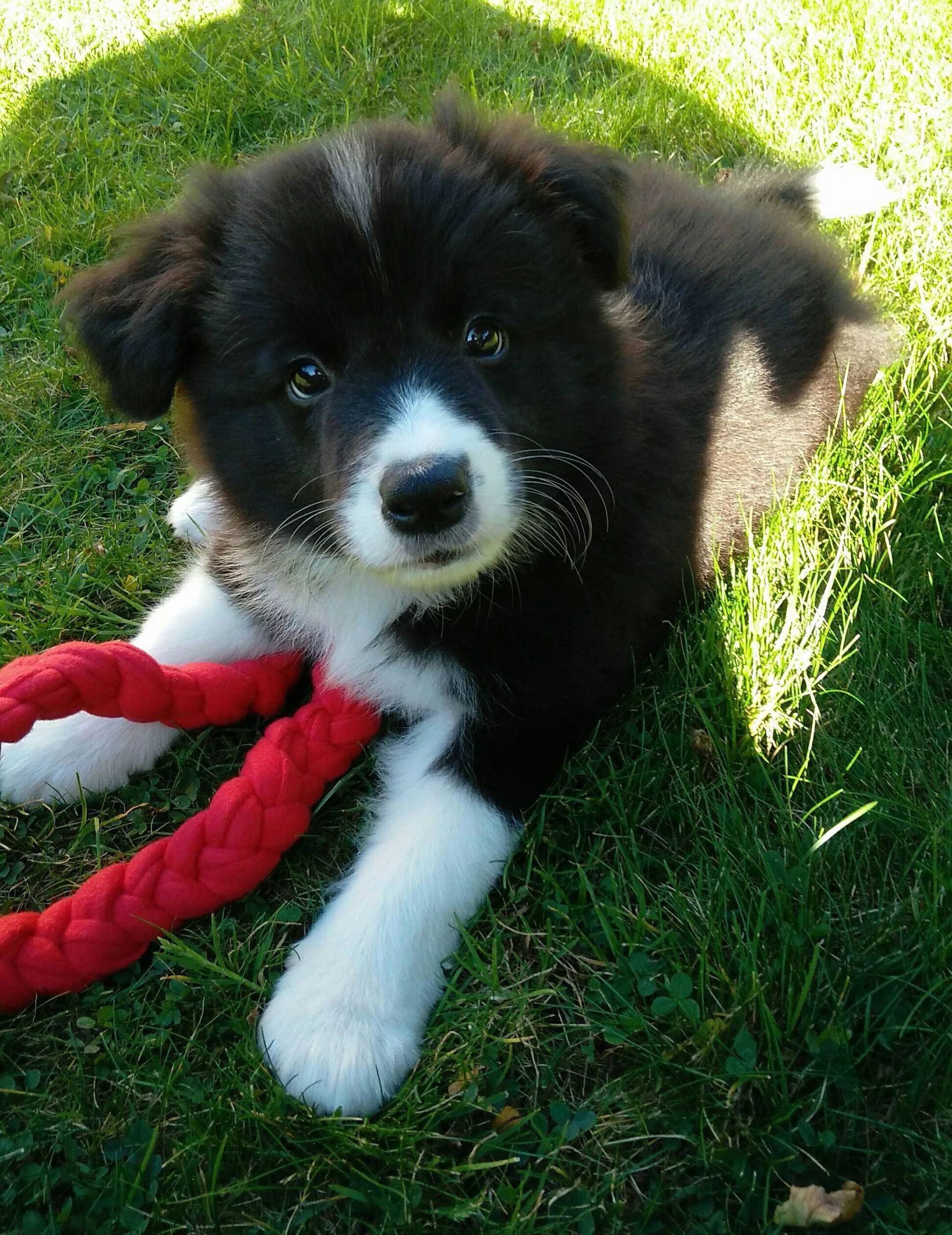 Порода бордер колли фото щенки цена JustViral.Net - Find Viral Images Online Cute dogs, Puppies, Collie puppies