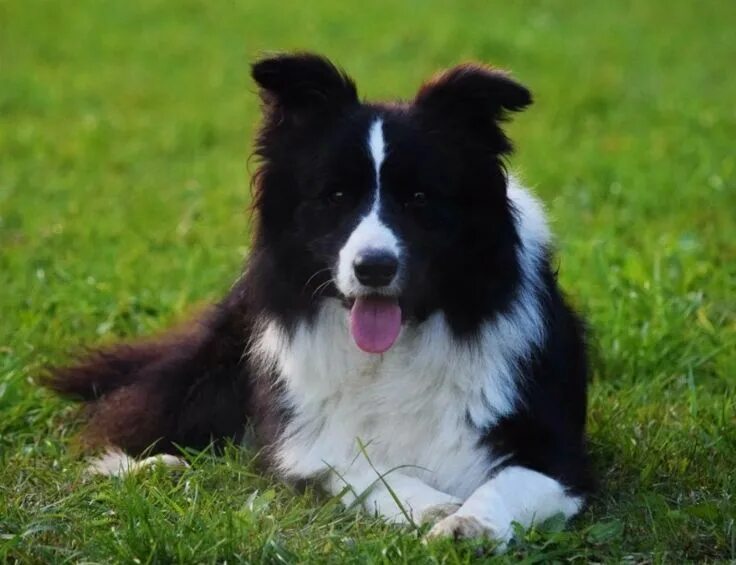 Порода бордер колли фото щенки цена Border Collie picture in 2021 Smartest dog breeds, Smart dog, Dog breeds