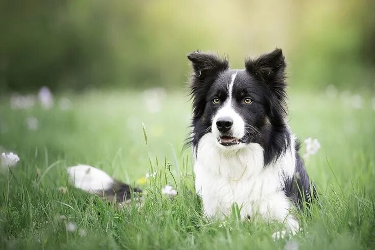 Порода бордер колли фото щенки цена Border Collie Chien cavalier, Races de chiens, Produits pour chien