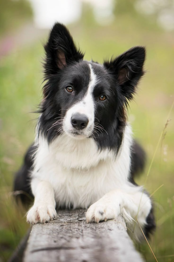 Порода бордер колли фото щенки цена Pin on Human's best friend Border Collie Collie dog, Dogs, Dog breeds