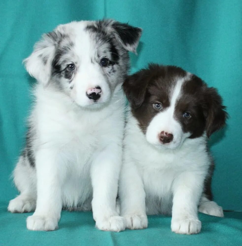 Порода бордер колли фото щенки цена Border Collie for sale in the city of Lviv (Ukraine) ➤ Price - 1000$ ➤ Announcem