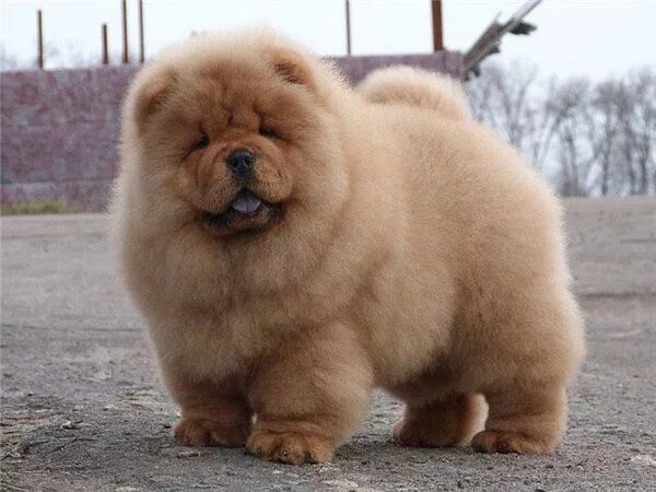 Порода чау чау фото щенки Чау-чау Chow chow puppy, Fluffy dogs, Cute dogs