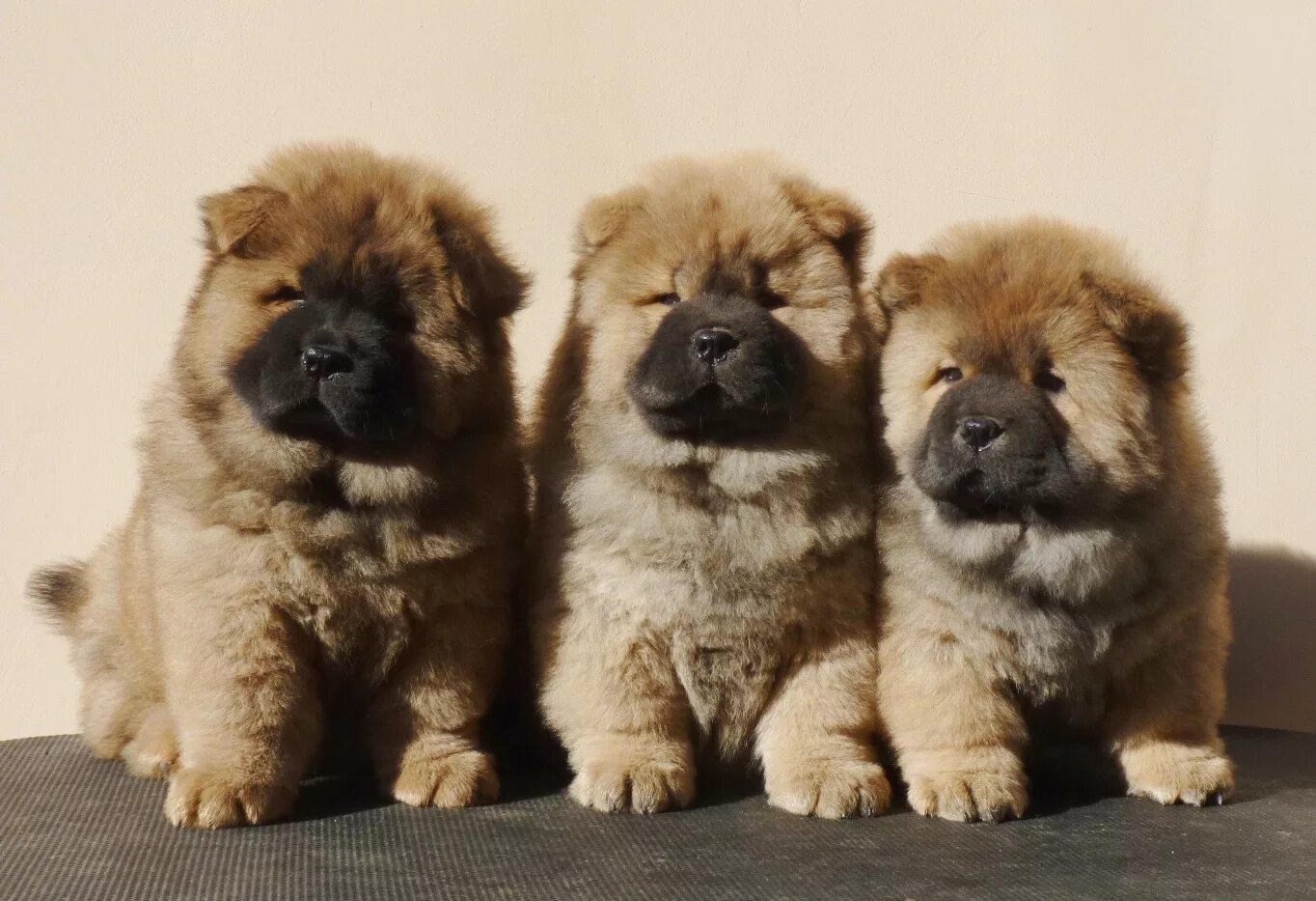 Порода чау чау фото щенки How to choose a Chow Chow puppy on a bulletin board in Israel