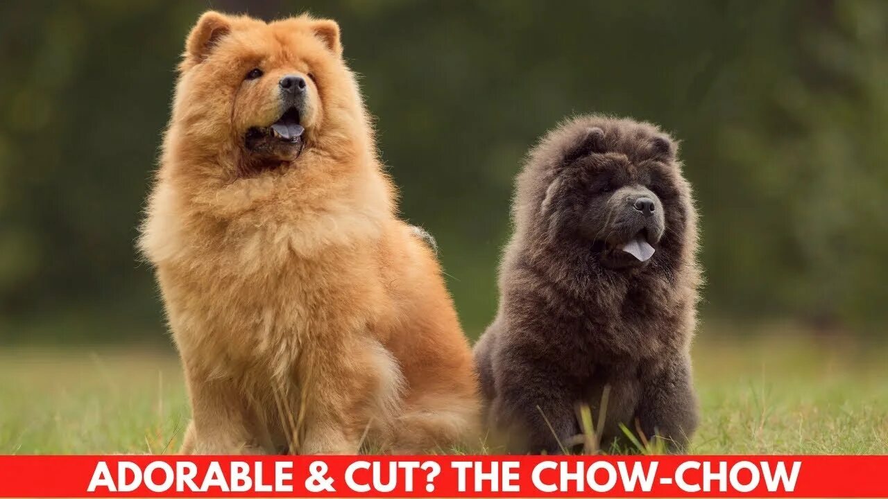 Порода чау чау фото щенки ADORABLE & CUT? THE CHOW-CHOW - YouTube