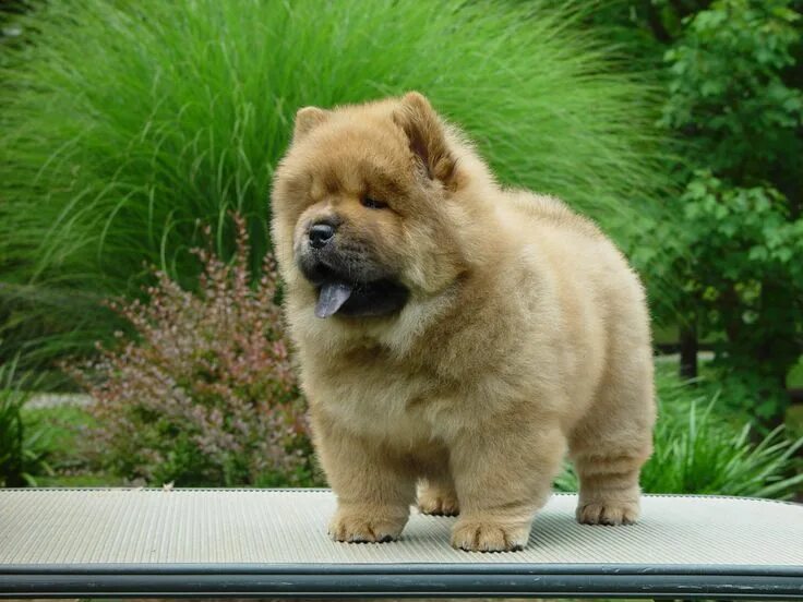 Порода чау чау фото щенки Chow Chow 8 week old female puppy from a past litter of mine. Foggy Mountain Cho