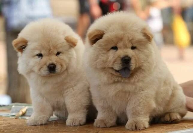 Порода чау чау фото щенки Adorable Chow Chow Puppies