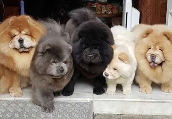 Порода чау чау фото щенки how big do mini chow chows getCheap Sell - OFF73