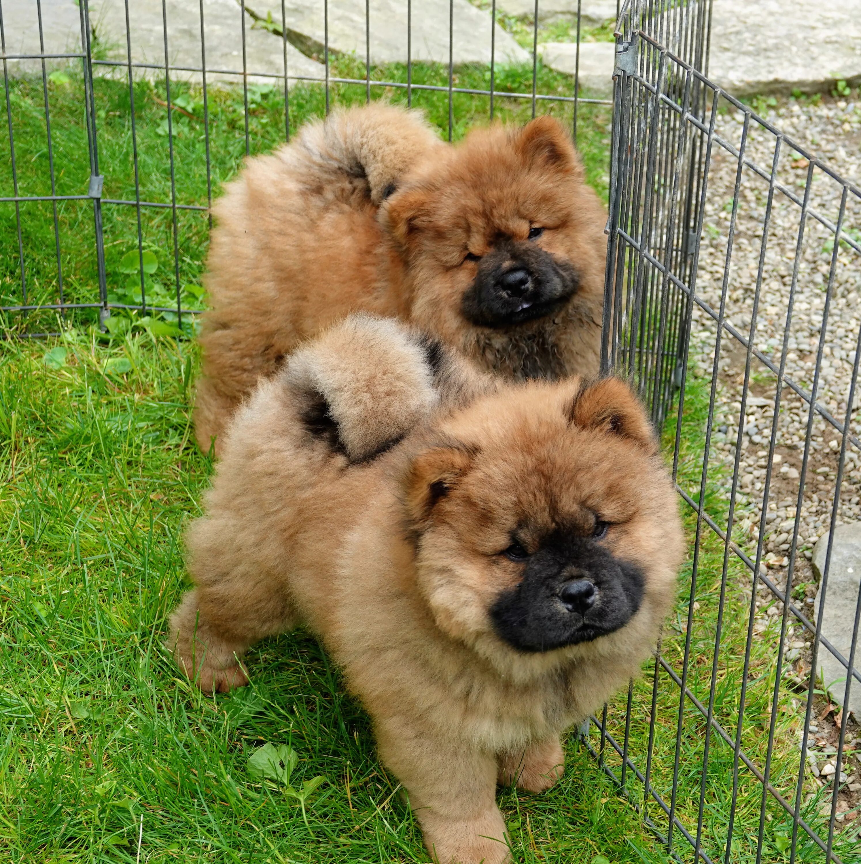 Порода чау чау фото щенки цена 3 week old chow puppiesCheap Sell - OFF68