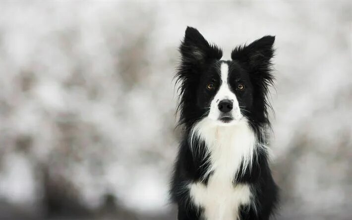 Порода черно белых собак фото Download wallpapers Border Collie, black dog, winter, clever dog, cute animals, 