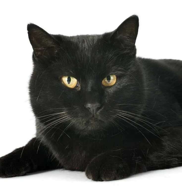 Порода черных котов фото Black Cat Breeds - Which Ones Make The Best Pets? Cat breeds, Black cat breeds, 