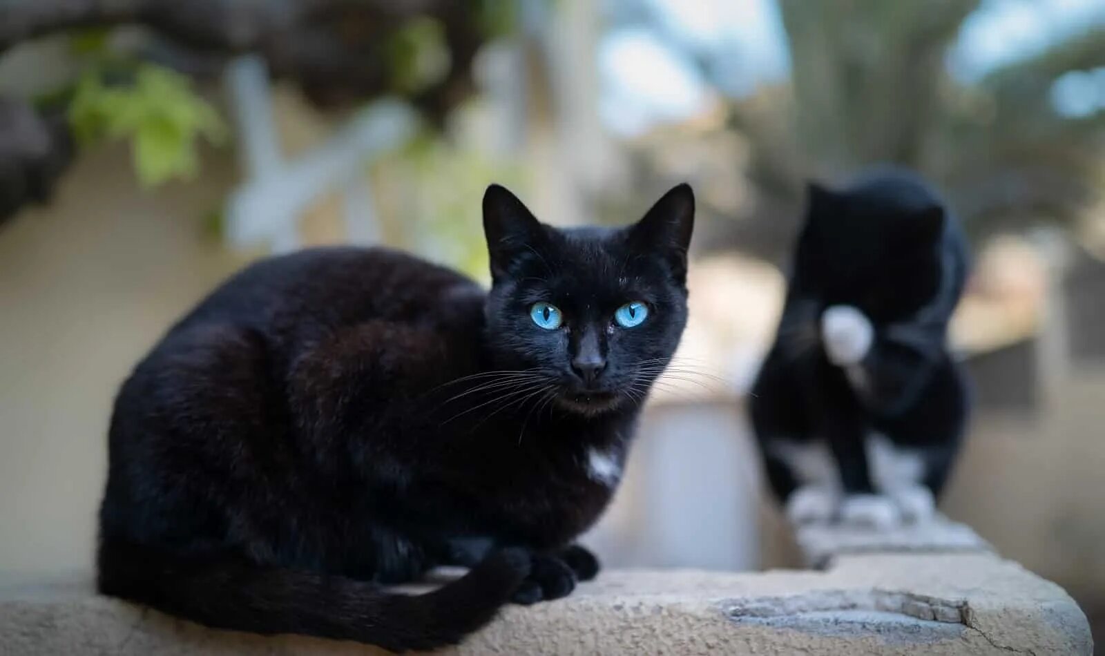 Порода черных котов фото Black Cat with Blue Eyes: Do They Really Exist?