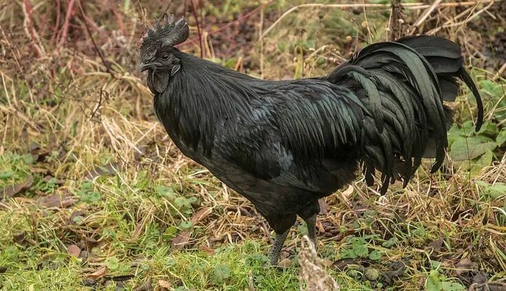 Порода черных кур фото и название This black chicken brings new meaning to the term dark meat. Learn more about th