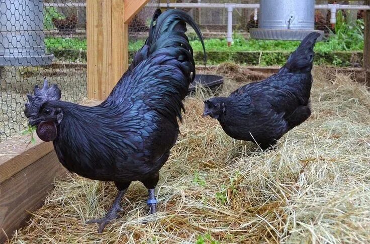 Порода черных кур фото и название Ayam Cemani is an uncommon and relatively modern breed of chicken originating in