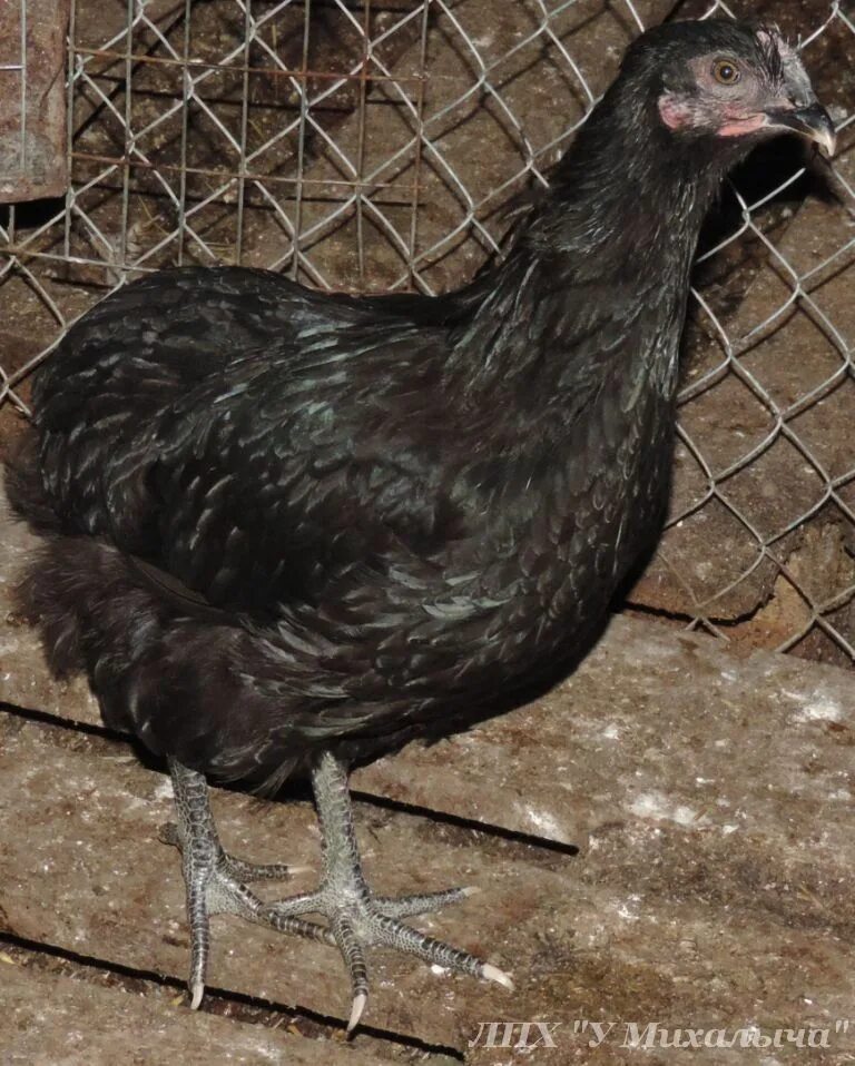 Pin by Margaret Parrish on Amazing Facts Black chickens, Buff orpington, Chicken