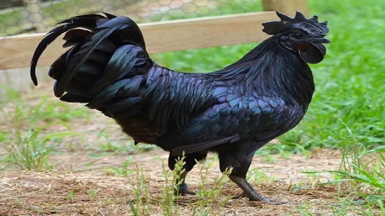 Порода черных кур фото и название O Frango Preto da Indonésia, uma Espécie rara no Mundo - Ayam Cemani - YouTube