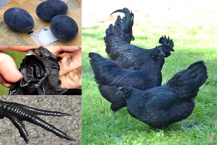 Порода черных кур фото и название Pin by Margaret Parrish on Amazing Facts Black chickens, Buff orpington, Chicken