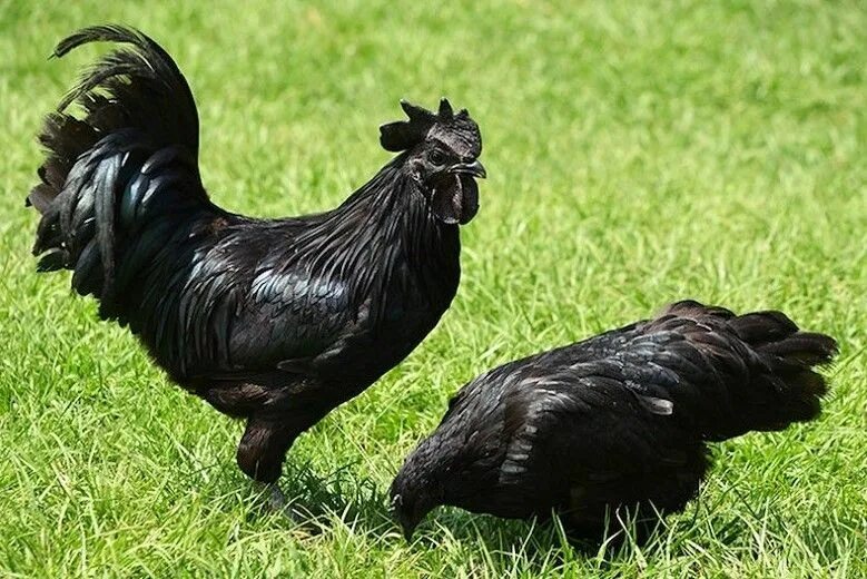 Порода черных кур фото и название Intriguing facts about natural black skin chicken Породы кур, Сельскохозяйственн