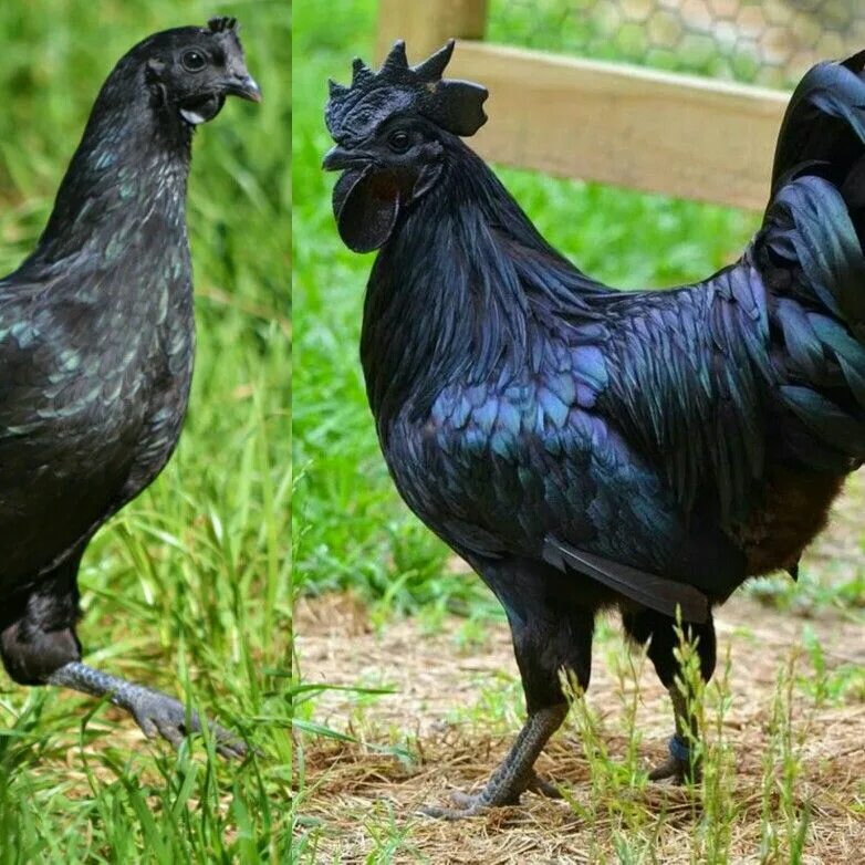 Порода черных кур фото и название Ayam Cemani from Indonesia. Black skin and meat. Hayvan, Tavuk, Horoz