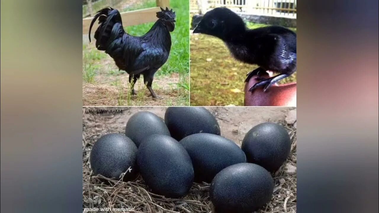 Порода черных кур фото и описание GET TO KNOW AYAM CEMANI THE MOST EXPENSIVE CHICKEN IN THE WORD . - YouTube