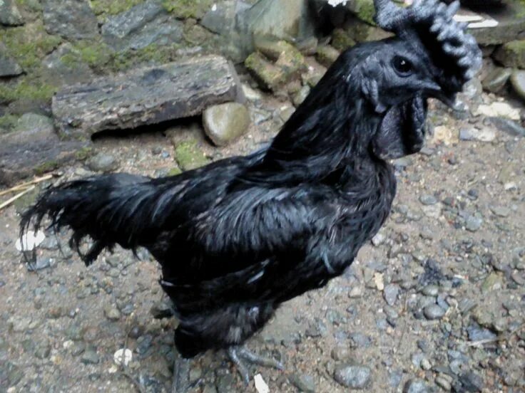 Порода черных куриц фото Ayam Cemani (Black Chicken) - #1 Black chickens, Chickens, Rustic gothic