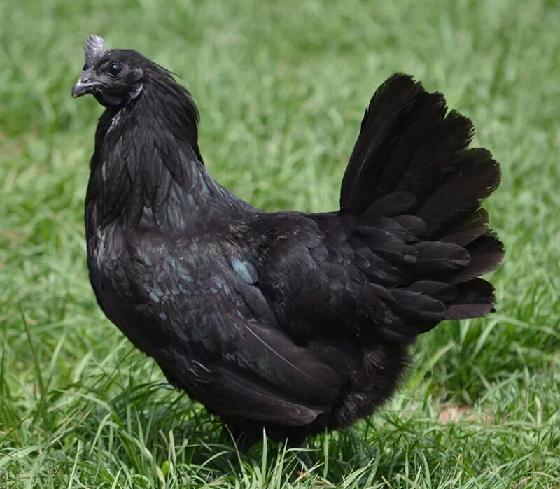 Порода черных куриц фото Ayam Cemani Animal Database Fandom