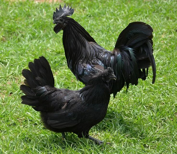 Порода черных куриц фото Swedish Black Black chickens, Chickens backyard, Chicken breeds