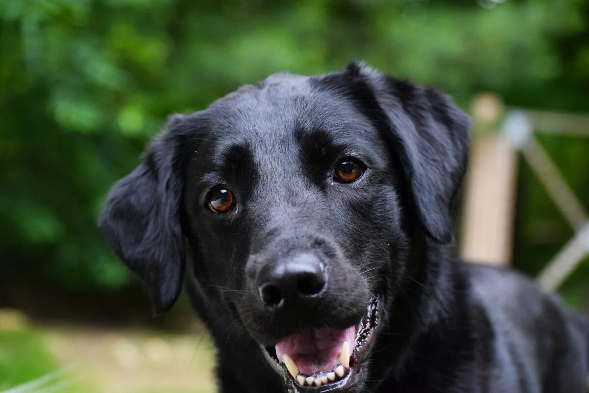 Порода черных собак фото Free Images : puppy, black, vertebrate, labrador retriever, dog breed, flat coat