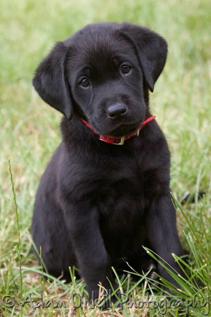 Порода черных собак фото my parents used to have two dogs that looked like this Lab puppies, Black lab pu