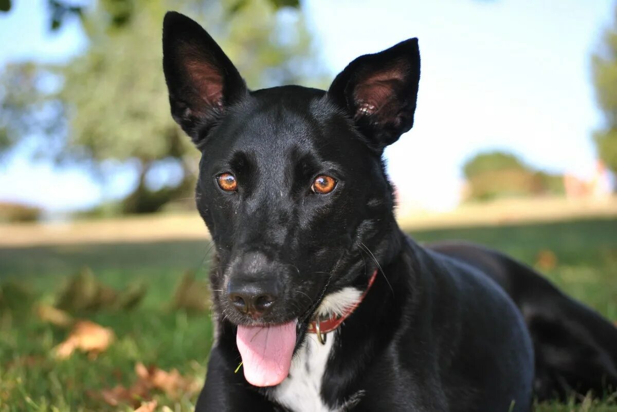 Порода черных собак фото Free Images : puppy, animal, pet, black, race, vertebrate, dog breed, dutch shep