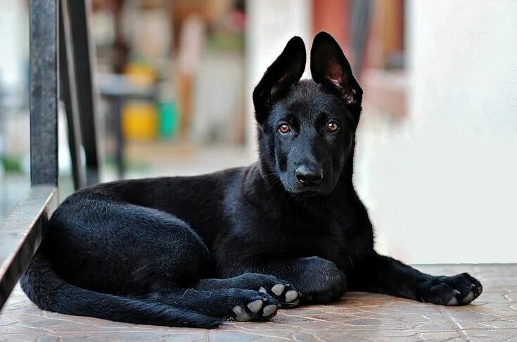 Порода черных собак фото Black German Shepherd Puppy Dog - Free photo on Pixabay Hundewelpen, Haushund, S