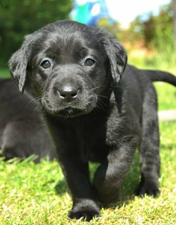 Dog Labrador Black green grass free image download