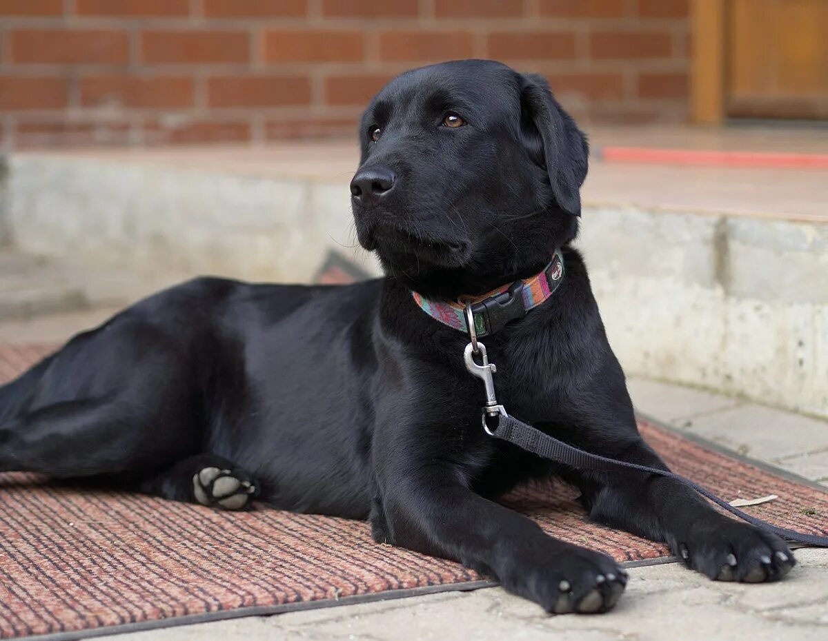 Порода черных собак фото File:Female Black Labrador Retriever.jpg - Wikipedia