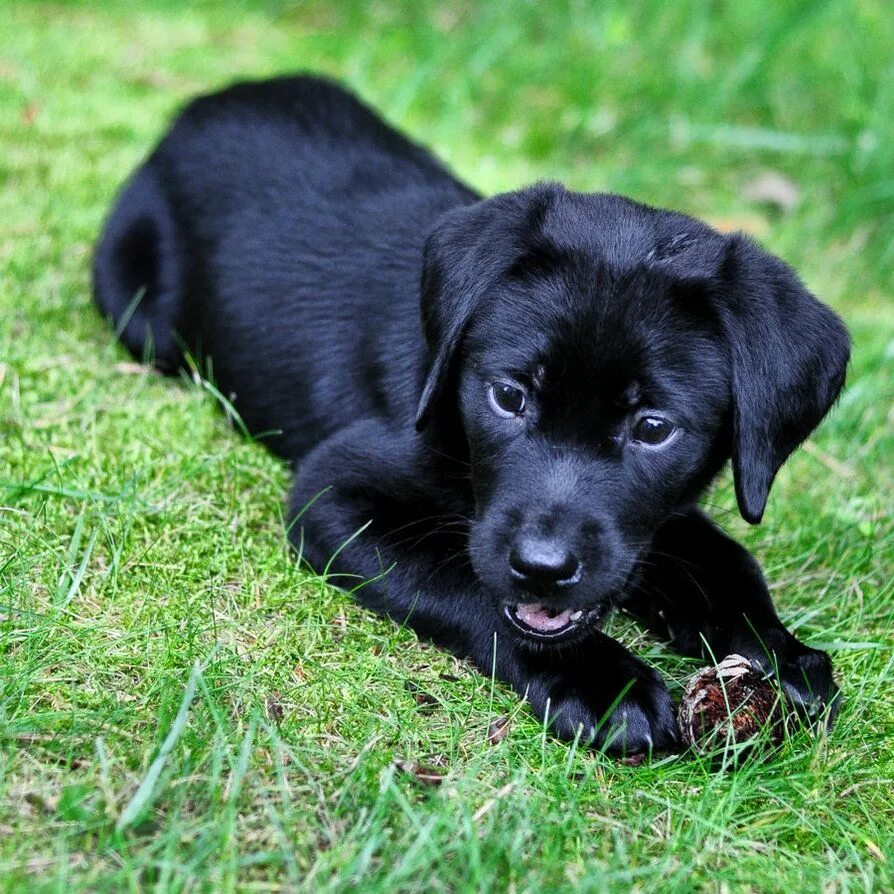 Порода черных собак фото black lab puppy with pine cone by Mjag on DeviantArt Black labrador dog, Black l