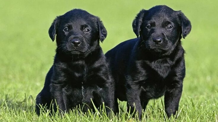 Порода черных собак фото Cute Black Labrador Retriever Puppies #labradorretrieverpuppies Labrador retriev