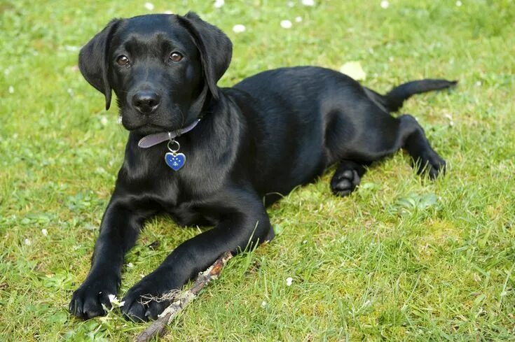 Порода черных собак фото black lab - Visicom Yahoo Image Search Results Dogs, Labrador retriever puppies,