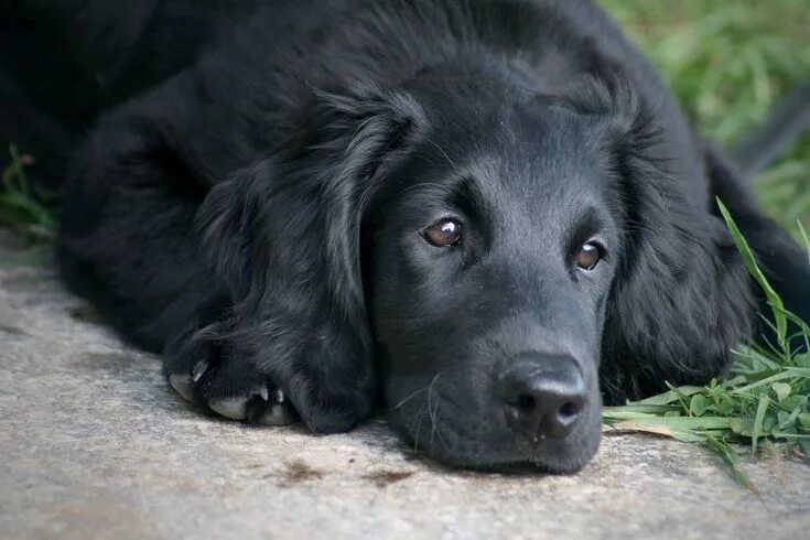 Порода черных собак фото Natures Doorways in 2023 Retriever puppy, Retriever, Flat coated retriever