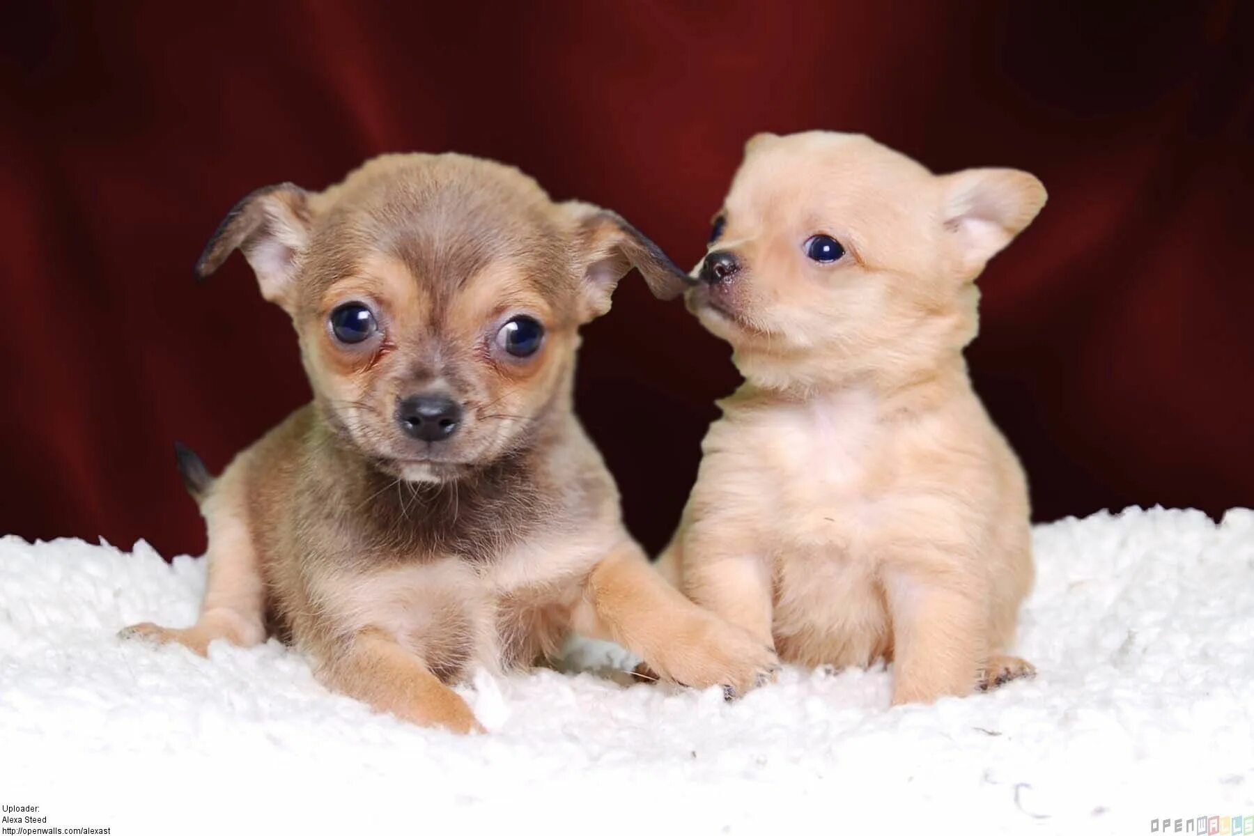 Порода чихуахуа фото щенки My Babies;) Chihuahua puppies, Cute chihuahua, Puppies