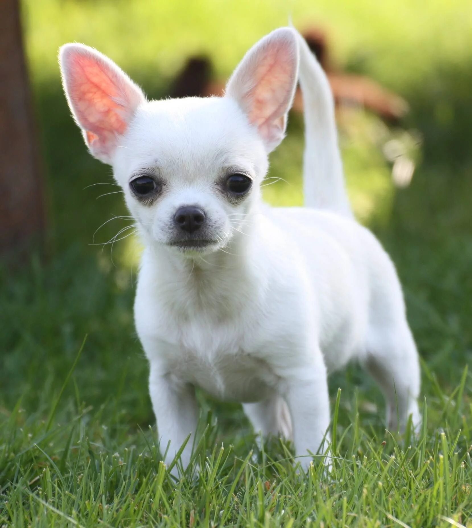 Порода чихуахуа фото щенки Chihuahua Chihuahua puppies, Teacup chihuahua puppies, Cute dogs